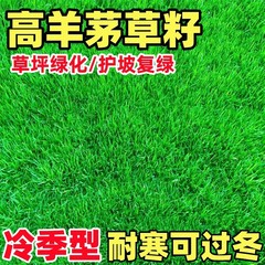 高羊茅草種耐寒芝生種子四季青護坂緑化黒麦草早熟草は庭草を踏みにじることに耐えられる