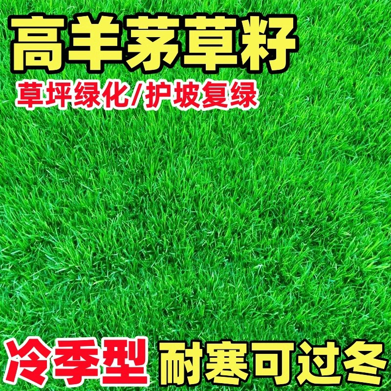 Семена овсяницы с высокой морозостойкостью, семена газона