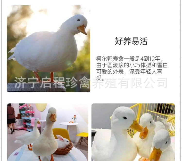 u=1571355221,1310391395&am