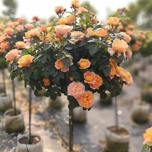 Lollipop Tree Stump Rose Seedlings Extra Large Flowers Flower Plants Courtyard Four-Season Rose with Flower Tree-Shaped Rose