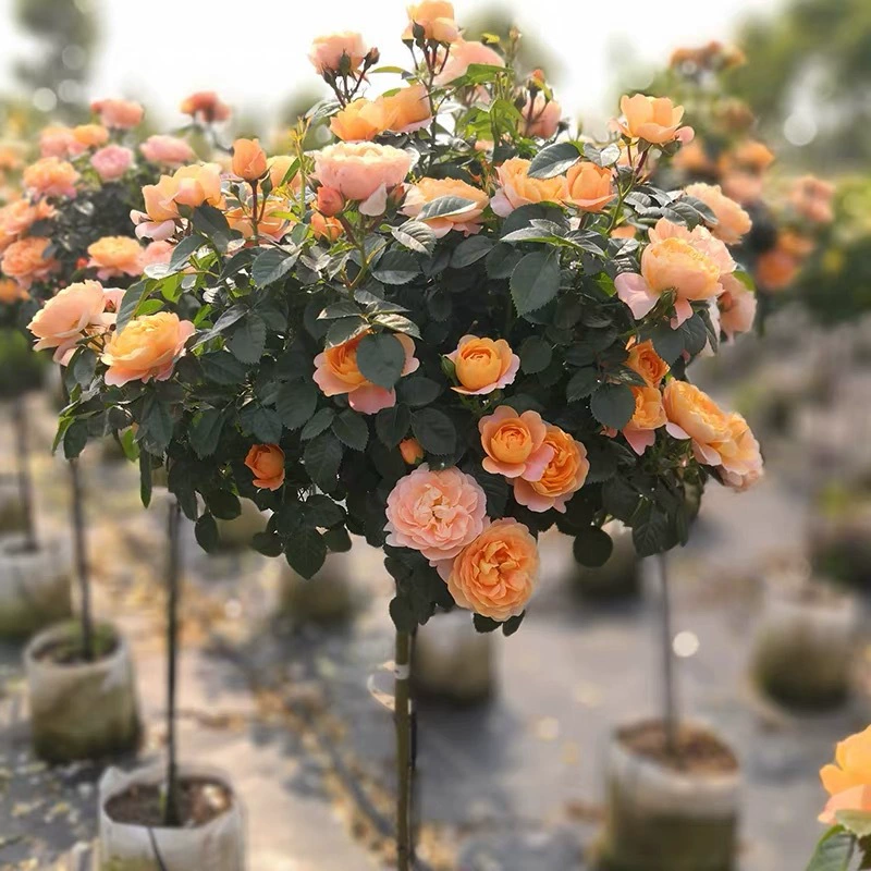 Леденец на палочке, розовый саженец, очень большие цветы, цветочные растения, двор, четырехсезонная роза с цветком, роза в форме дерева