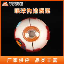 ��������Ŵ�ģ���۾����������ۿƽṹ���������ѧ��ʾģ��ѵ��