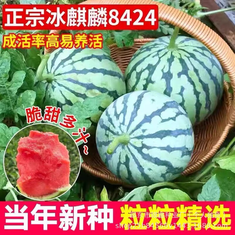 8424 Kirin Watermelon Seeds Seedless Lazy Watermelon Seeds Original Fruit Seeds All-Season Vegetables New Variety 8424 Kirin Watermelon Seeds Seedless Lazy Watermelon Seeds Original Fruit Seeds All-Season Vegetables New Variety