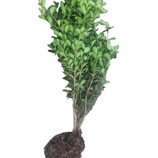Boxwood Saplings, Small-Leaf Melon Seeds, Boxwood Saplings, Greening Saplings, Courtyard Hedge Saplings, Evergreen Boxwood Balls, Holly Saplings in All Seasons