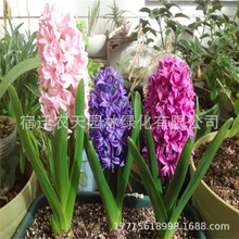 ��tɫ�L���ӷN��ˮ�����b�ļ�ˮ�B�����҃���������ֲ������ˮ��