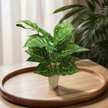 18�^�����~����Gֲ�Ϛg�~������ҾӔ[���S�����l����Gֲ���l