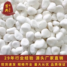 白色石子庭院铺路铺地装饰造景花园景观铺面小石头纯白色鹅卵石头