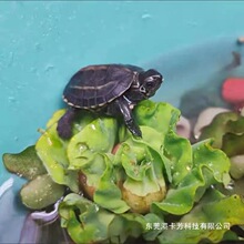 ��Ƽˮ���B��ˮܽ�����ב����쾰�{������ˮ�|����ˮ��ˮ��ֲ��