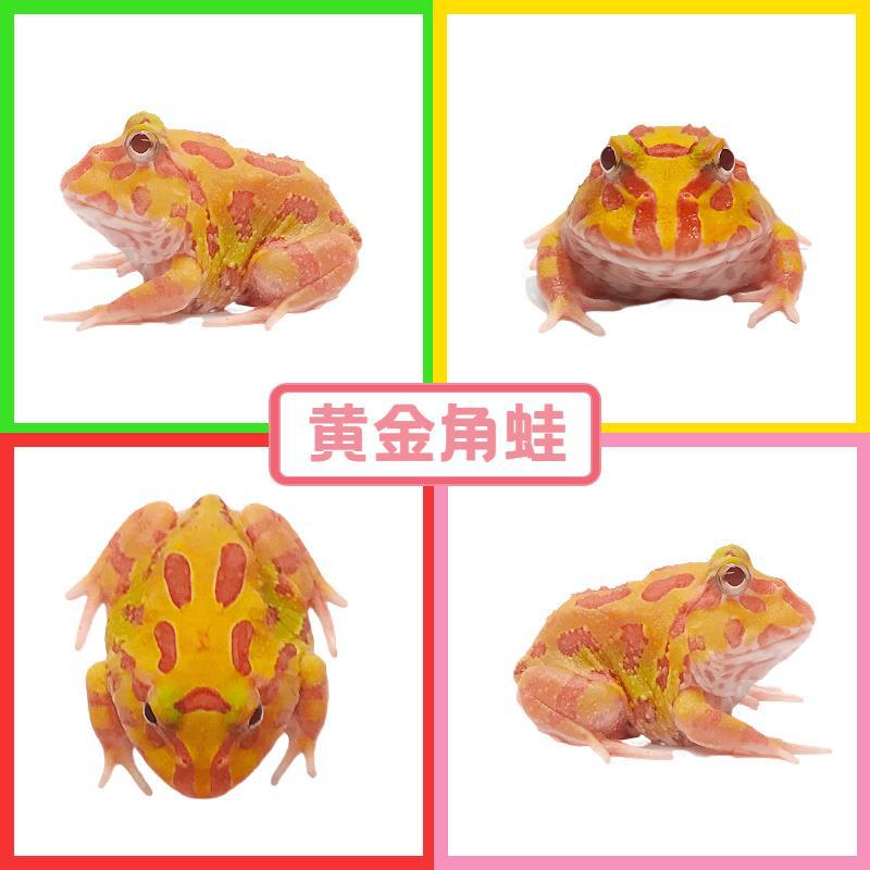 황금뿔개구리 1마리 2-약 3cm (선물 없음)