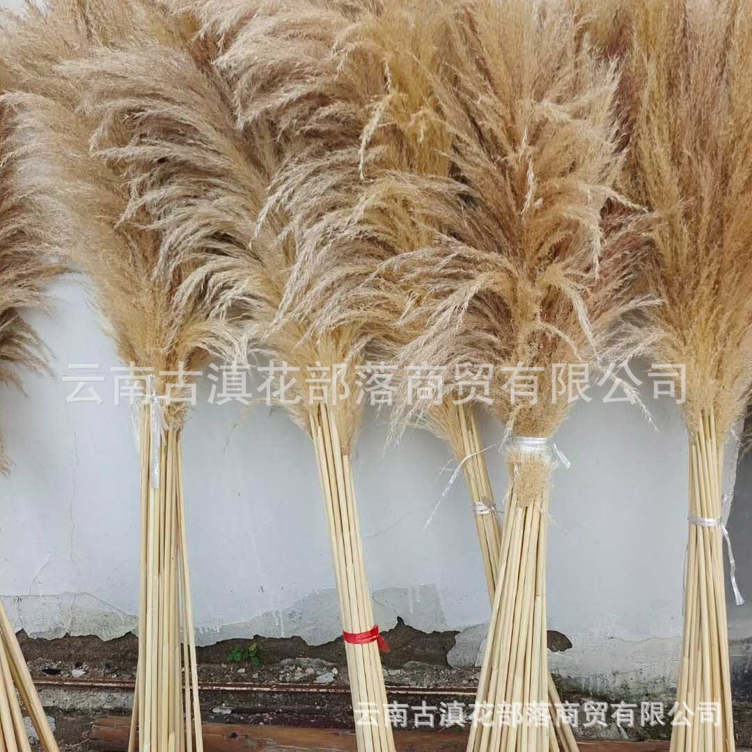 남성 갈대 약 60cm 머리 길이