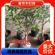 һlĴhԴٽ໨o̻G齷o