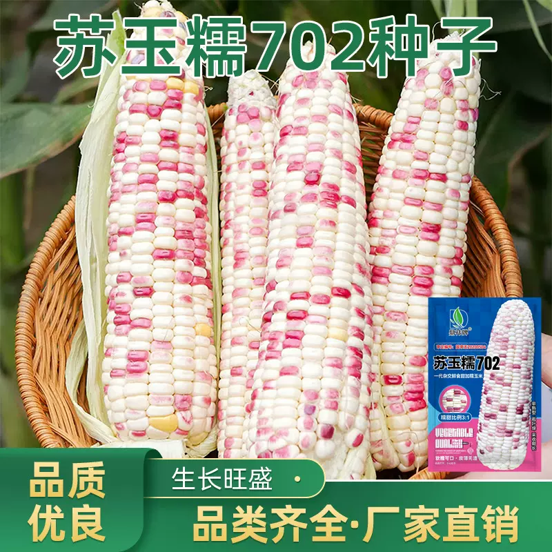 苏玉糯702白糯玉米种子 高产大棒香甜糯玉米农家大田春秋播玉米种