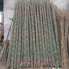 新鲜竹子产地直发长短粗细均可定制毛竹竿子园林绿化支撑用量大价