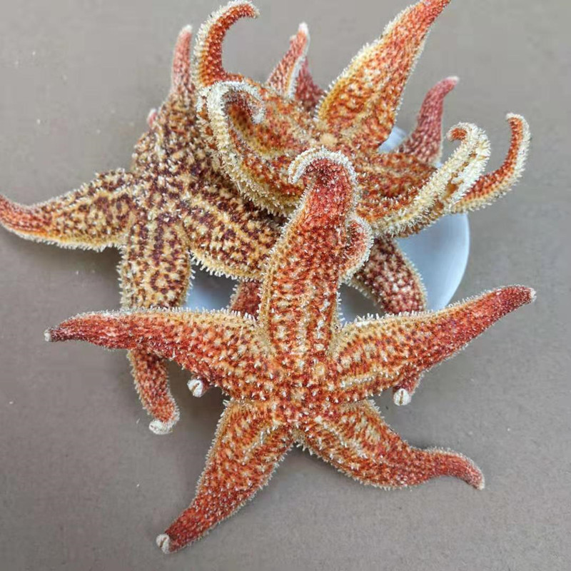 Dried Starfish Wu Zhi Hai Xing Whole Dried Sea Star for Herbal Wine Infusion 500g specifications