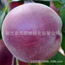 FںóɻҘ ̎ҎҘr񌍻