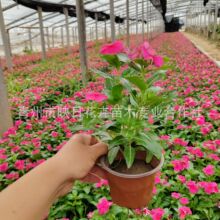 �L�������� ���ݻ������l�������l�����_ ���������L����ɽ�|�ݻ�