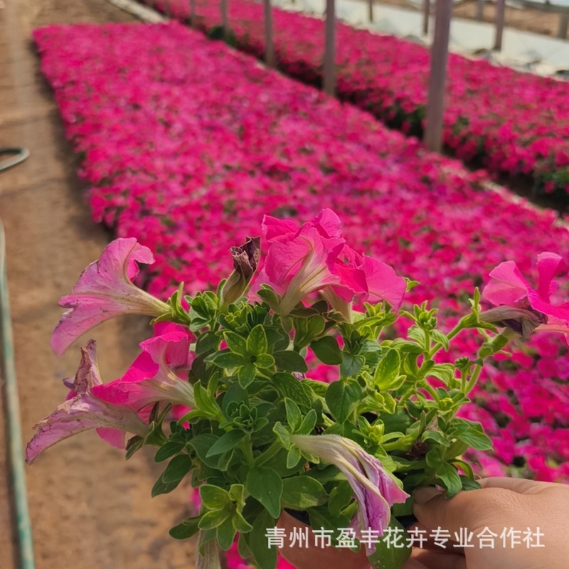 微信图片_20250410171300