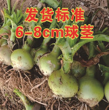 绿色花卉盆栽种球 海葱 虎眼万年青 玻璃球 花卉盆栽欣赏室内盆栽