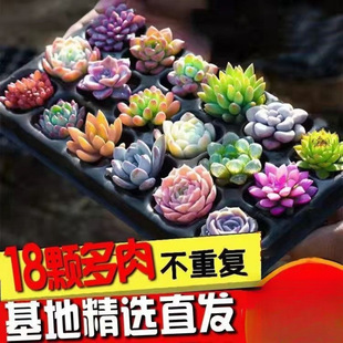 Succulent Plants Small Potted Wholesale Luxury Set Succulent Combination Peach Egg Jade Dew Green Plant Flower Gardening Column Shape
