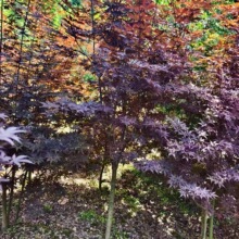 三季红红枫红枫树苗彩色绿化苗木道路工程观赏风景树行道树枫叶