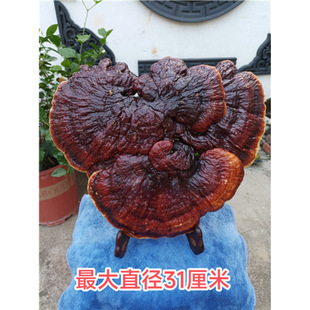 古典真灵芝盆景观赏灵芝摆件特大灵芝 新奇礼品风水装饰-阿里巴巴