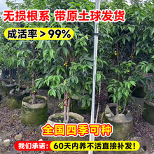 ļΌɳͰ˹ϱ̨ͥԺNֲ