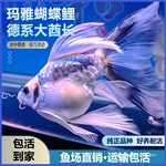 大耐活酋长球形德系好养短身蝴蝶鲤锦鲤玛雅淡水观赏鱼球体冷水鱼