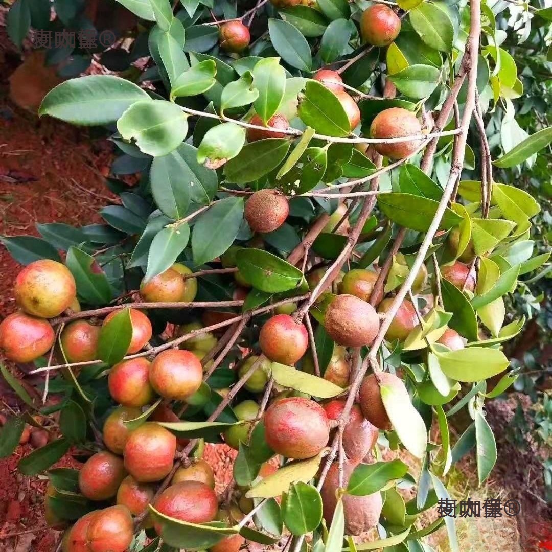 江西长林高产嫁接油茶苗杂交良种油茶树苗白花红皮中大果薄麦太保