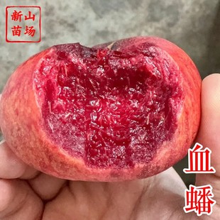 ��Ѫ����硿�t����Ʒ�N�t������Ѫ��6��5�½���Ѫ����Ә���