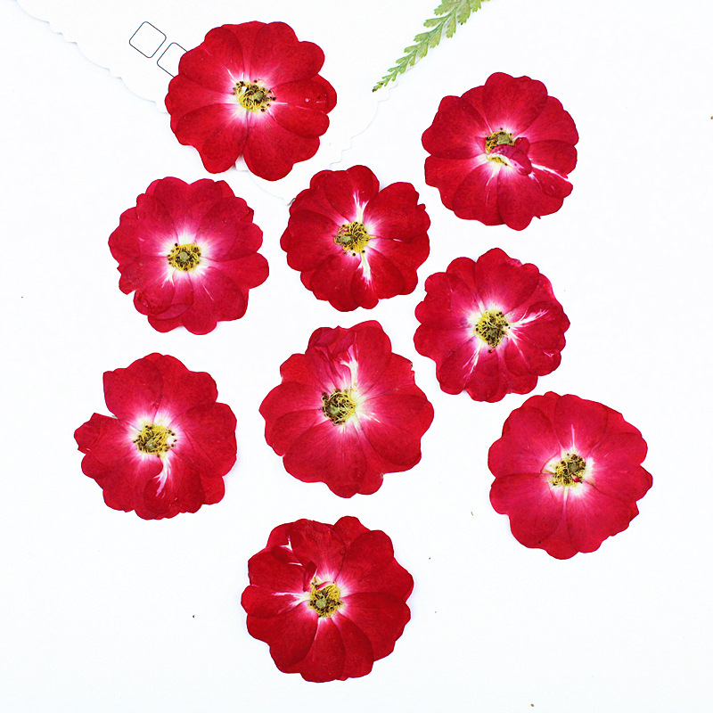 Corazón rosa rosa flor seca material diy relieve al por mayor espécimen de planta flor real decoración de marcos de fotos