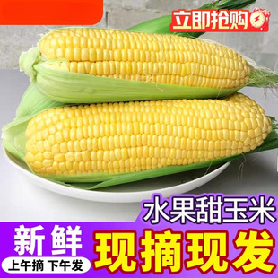 Snacks should be seasonal fresh fruit corn 9kg raw sweet corn 2kg cob puree sweet glutinous corn rice vegetables