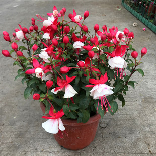 ���l���\��������R���� ���\�������Ե��R���Ļ��� �̨�^��ֲ��