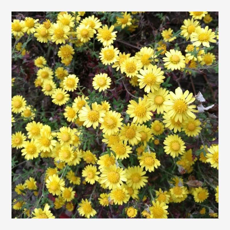 草花种子黄菊花种子泡茶贡菊庭院金丝皇菊杭白菊种籽野菊花种子