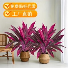 ��ʽ�羳���R�d�ָ���Ѫ�����ľ�~�B��ާ��콶�G�����~�쾰�b�