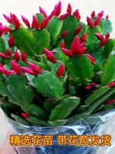 蟹爪兰盆栽带花苞多色花卉多肉植物室内绿植懒人好养易活四季开花