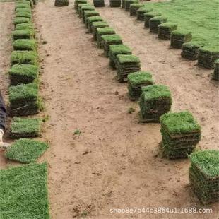 Taiwan Grass Manila Grass Wholesale a Large Number of 21 * 21cm