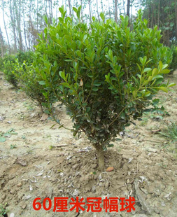 Dropshipping Small-Leaf Boxwood Seedlings, Courtyard Hedge Saplings, Melon Seeds, Small-Leaf Boxwood Seedlings, Large-Leaf Boxwood Seedlings