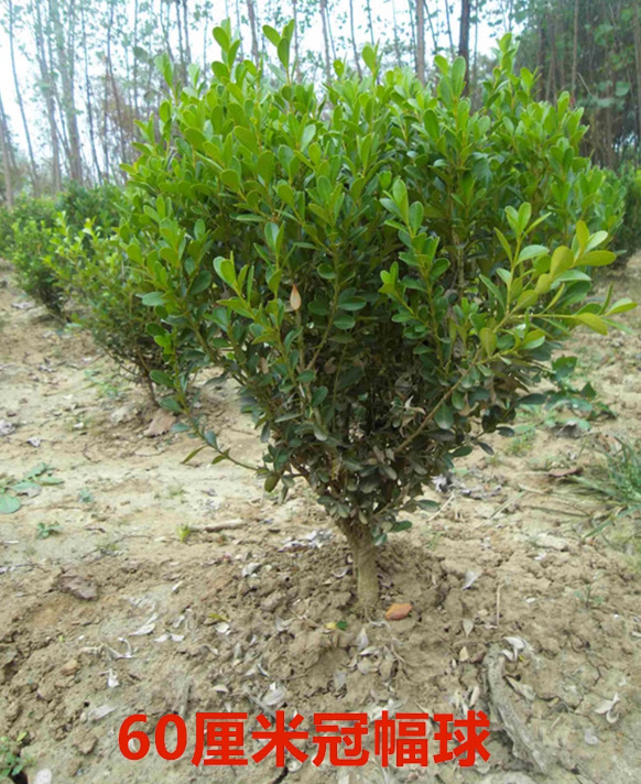 一件代发小叶黄杨苗庭院绿篱树苗瓜子黄杨苗小叶黄杨树苗大叶黄杨