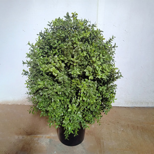 ��������S������Լ��S���ֲ���辰�҃���ط����Gֲ�[��