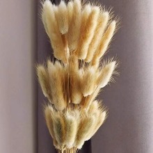 【干花兔尾草】兔尾草芦苇亚马逊跨境干花diy礼物材料创意礼物