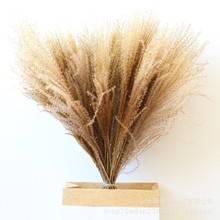 拂尘干花30枝原色硬毛拂尘小芦苇干花花束婚礼场地布置真花摆件