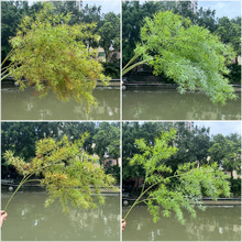 ������ѿ�Gֲ���������ٻ����ϻ����~��֦�l�Gֲ�[���b�ˇ���l