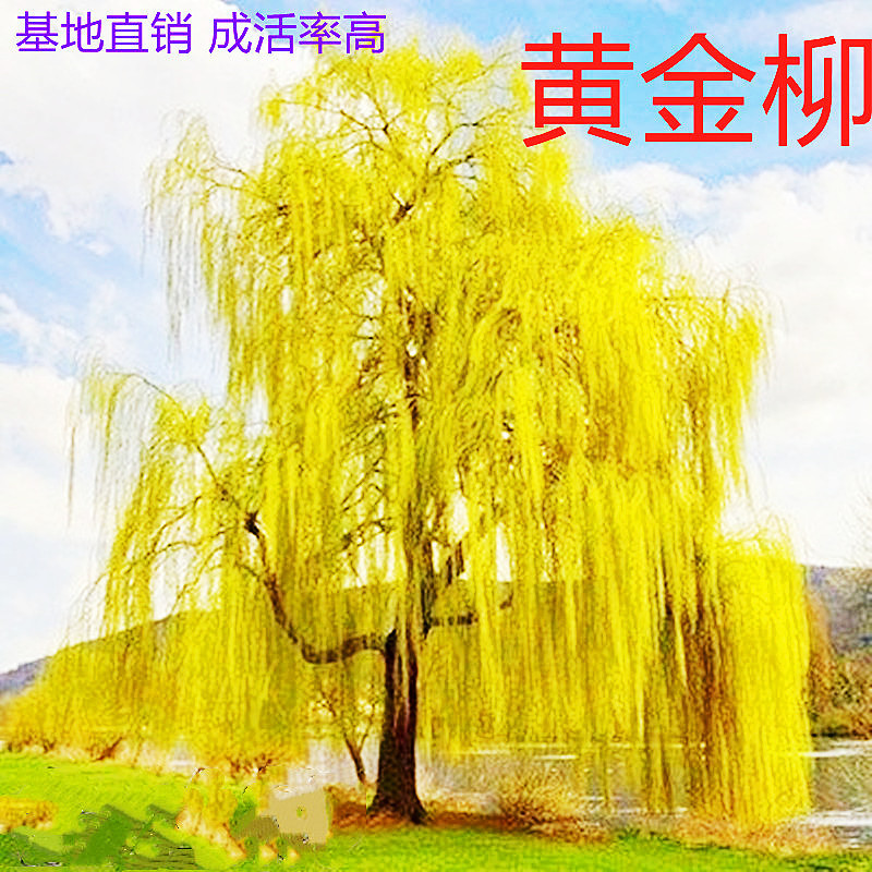 Golden Willow Saplings, Cold-Resistant and Heat-Resistant Golden Willow Saplings, Courtyard Roads, Straight Willow Saplings, Greening Street Tree Plants Golden Willow Saplings, Cold-Resistant and Heat-Resistant Golden Willow Saplings, Courtyard Roads, Straight Willow Saplings, Greening Street Tree Plants
