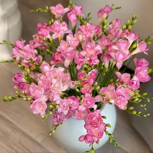 Imported Freesia Bulbs, Fragrant Perennial Snowflake Bulbs, Indoor and Outdoor Courtyard Cold-Resistant and Easy-To-Grow Ornamental Flowers