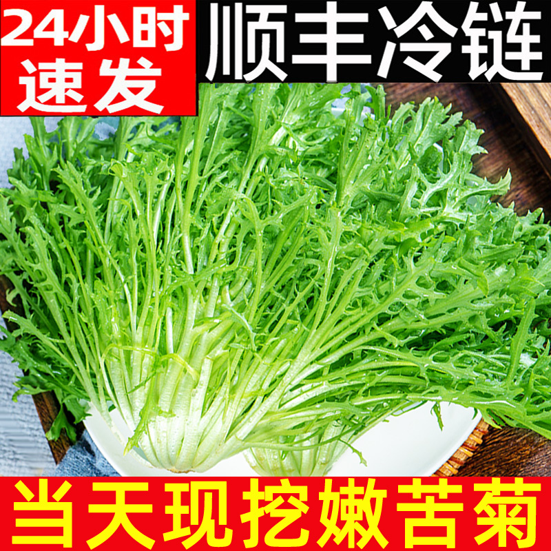 苦菊生菜新鲜蔬菜沙拉食材包邮苦苣狗牙菜西餐健身轻食苦细叶生菜