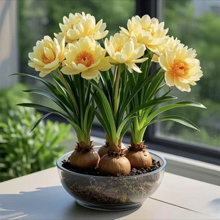 Hydroponic Orchid Ball Potted Plants Are Easy to Grow Indoors and Outdoors and Can Be Planted in All Seasons. Cold-Resistant Hot Water Culture Flowers Can Be Planted