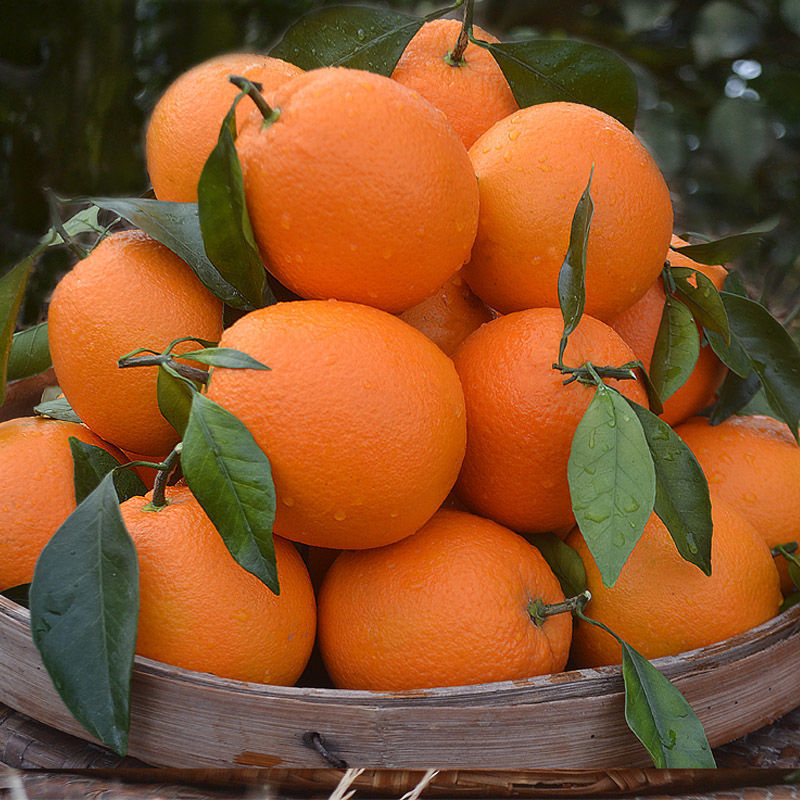 5kg Free Shipping Fresh Summer Oranges Thin-Skinned Lunwan Navel Oranges Seasonal Fruits Whole Box Hand-Peeled Sweet Oranges 5kg Free Shipping Fresh Summer Oranges Thin-Skinned Lunwan Navel Oranges Seasonal Fruits Whole Box Hand-Peeled Sweet Oranges