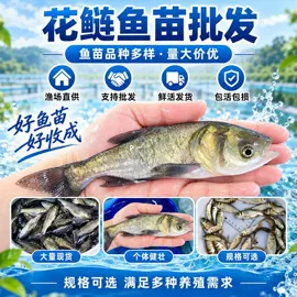 观赏鱼;鱼类;农林牧渔项目