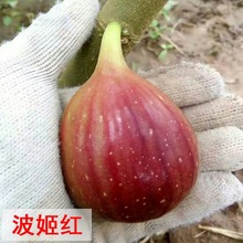 日本紫果无花果南北方四季种植阳台盆栽当年结果青皮无花果苗地栽