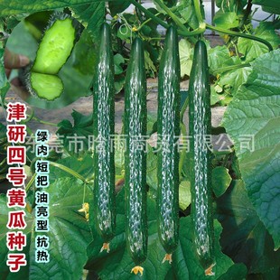 ������̖ˮ�����S�ϷN�Ӹ߮a�G�ķN���ļ����Դ����＾�߲˷N����